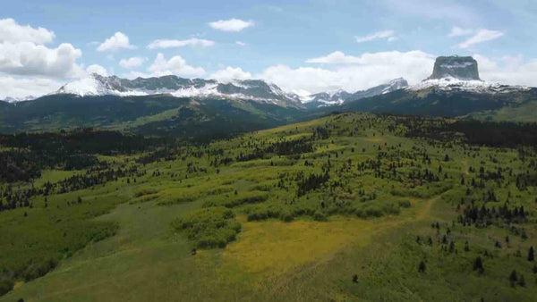 The Native American Renaissance