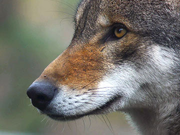 Red Wolf Revival