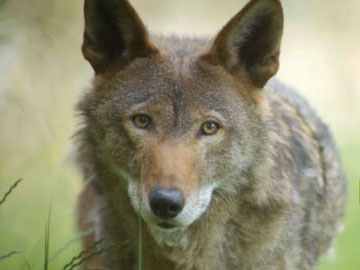 Red Wolf Revival