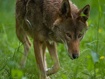 Red Wolf Revival