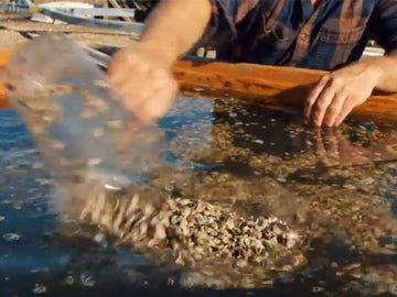 The Oyster Farmers