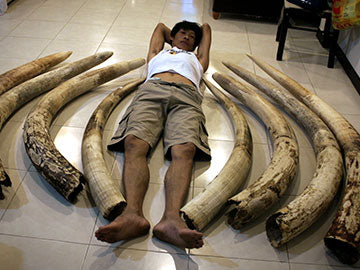 Gambling on Extinction