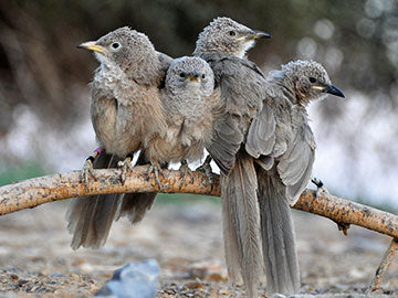 Why Help? The Story of the Babblers