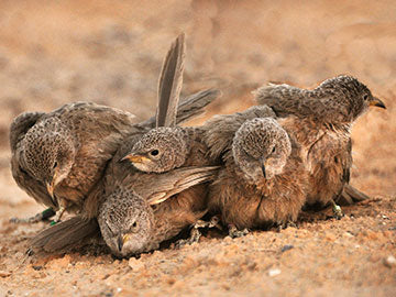 Why Help? The Story of the Babblers