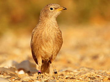 Why Help? The Story of the Babblers