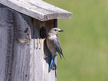 Bluebird Man