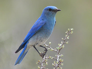 Bluebird Man