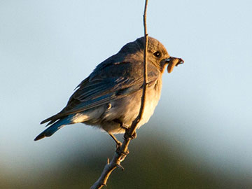 Bluebird Man