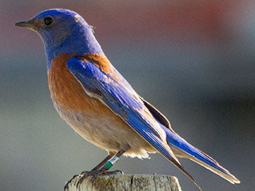 Bluebird Man