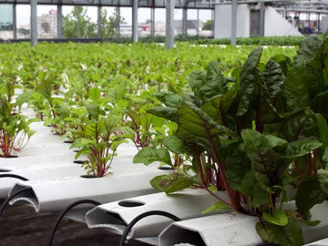 New Farms Big Success