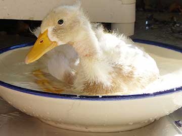 Little Miss Dewie: a DUCKumentary