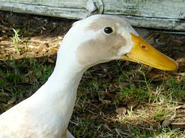 Little Miss Dewie: a DUCKumentary