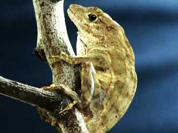 Extinction in Progress