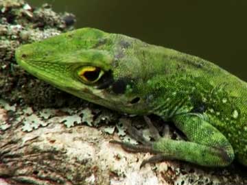 Extinction in Progress