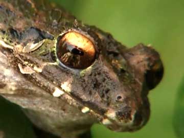 Extinction in Progress