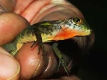 Extinction in Progress