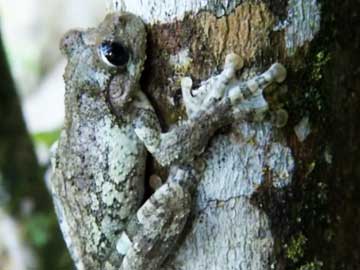 Extinction in Progress