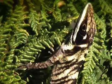 Extinction in Progress