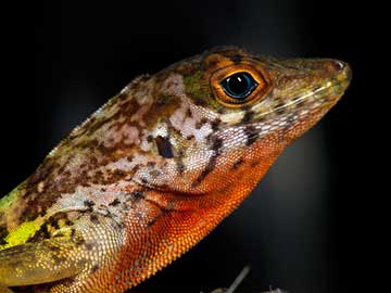 Extinction in Progress