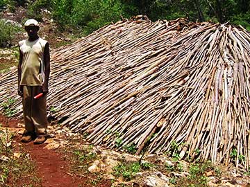 Extinction in Progress