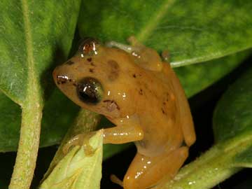 Extinction in Progress