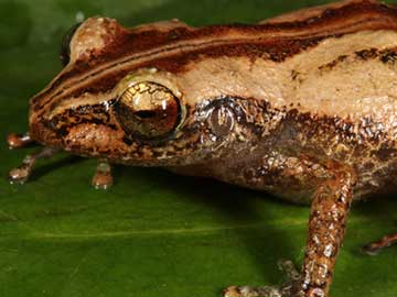 Extinction in Progress