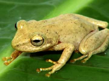 Extinction in Progress