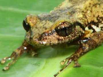 Extinction in Progress