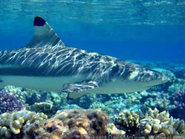 SHARKS: Stewards of the Reef
