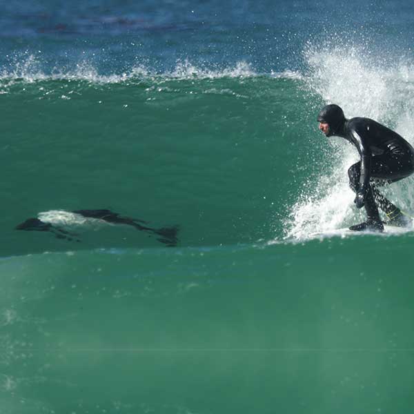 Transcending Waves - A South Atlantic Expedition