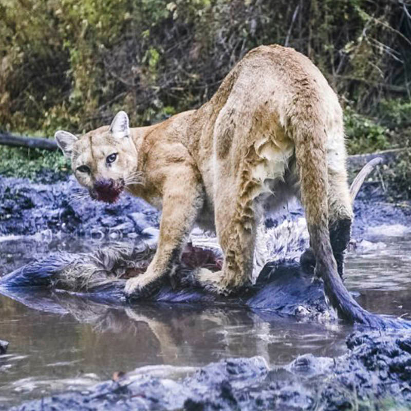 (未使用･未開封品)Wildlife: Raccoon Mountain Lion Fishing Animals [DVD] North American Wildlife Mountain Lion – Stevenson's Toys & Games