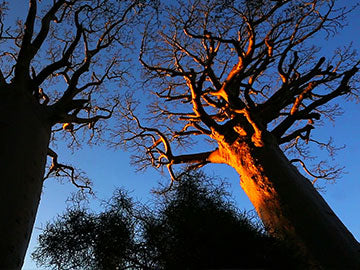 BAOBABS Between Land and Sea