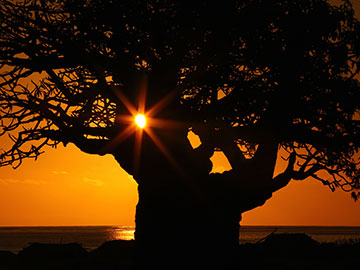 BAOBABS Between Land and Sea