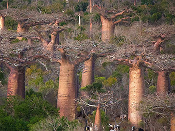 BAOBABS Between Land and Sea