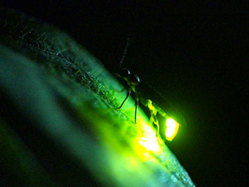 Brilliant Darkness: Hotaru in the Night