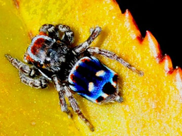 Maratus