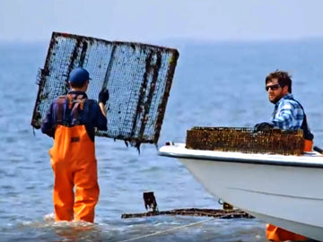 The Oyster Farmers