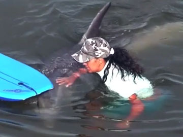Soul in the Sea - the Impact of Moko a "friendly dolphin"