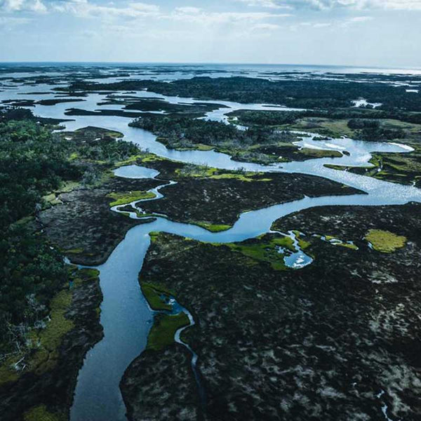 Blue Carbon: Nature's Hidden Power