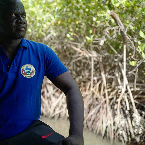 Blue Carbon: Nature's Hidden Power
