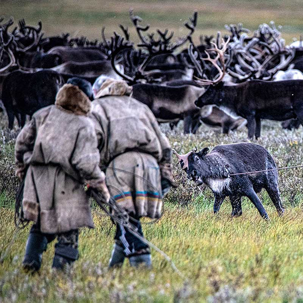 Nenets vs Gas: Siberia's Last Nomadic Herders in Jeopardy