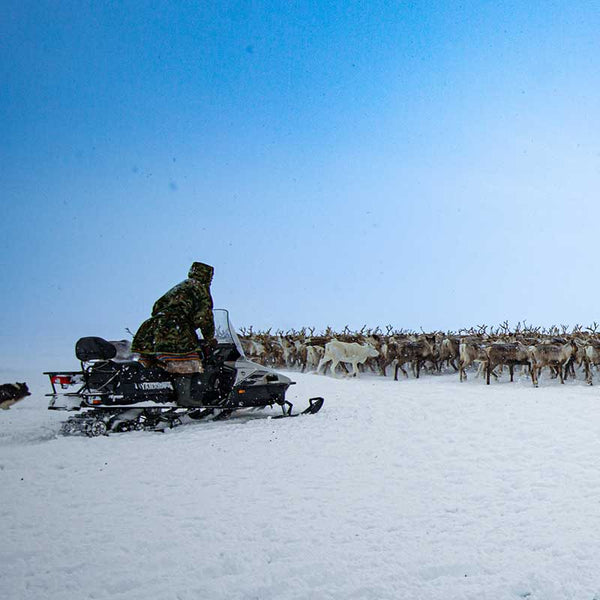 Nenets vs Gas: Siberia's Last Nomadic Herders in Jeopardy