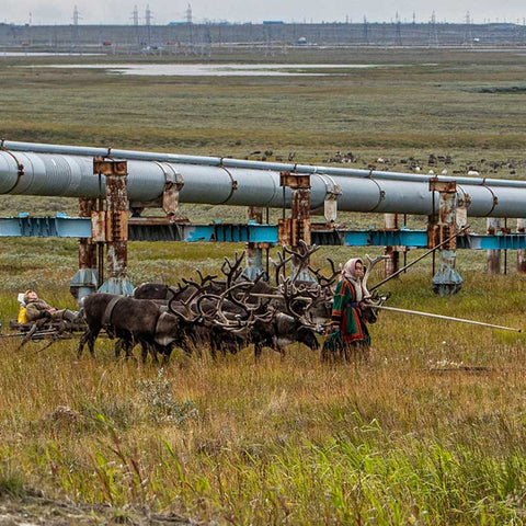 Nenets vs Gas: Siberia's Last Nomadic Herders in Jeopardy
