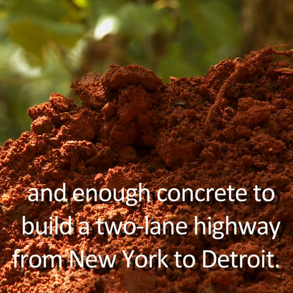 DYING GREEN: Natural Burial and Land Conservation