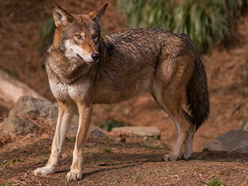 Red Wolf Revival