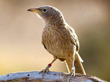 Why Help? The Story of the Babblers