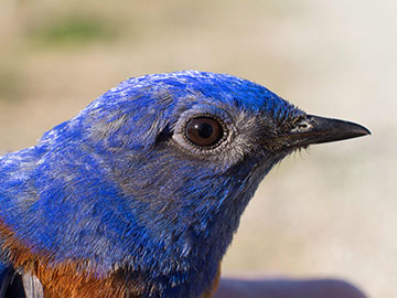 Bluebird Man