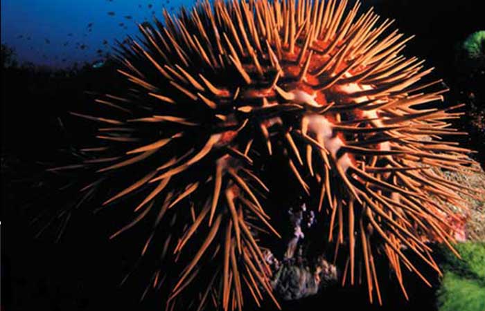 CROWN OF THORNS STARFISH: Monster From the Shallows