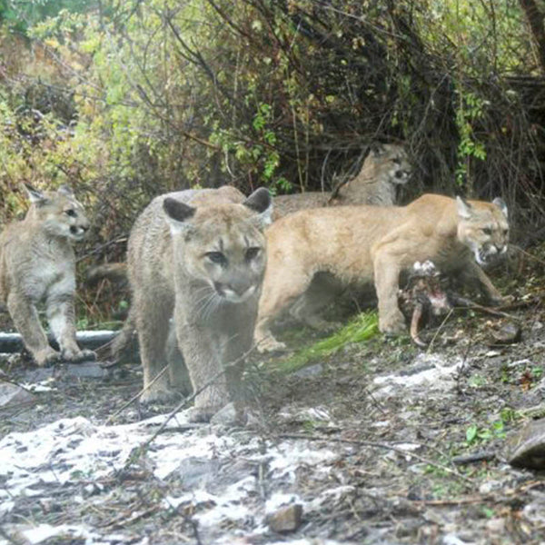 TRACKING NOTES: The Secret World of Mountain Lions