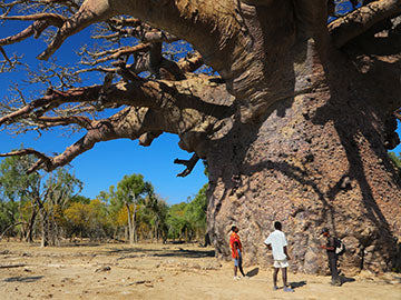 BAOBABS Between Land and Sea